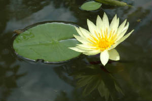 waterlily.jpg